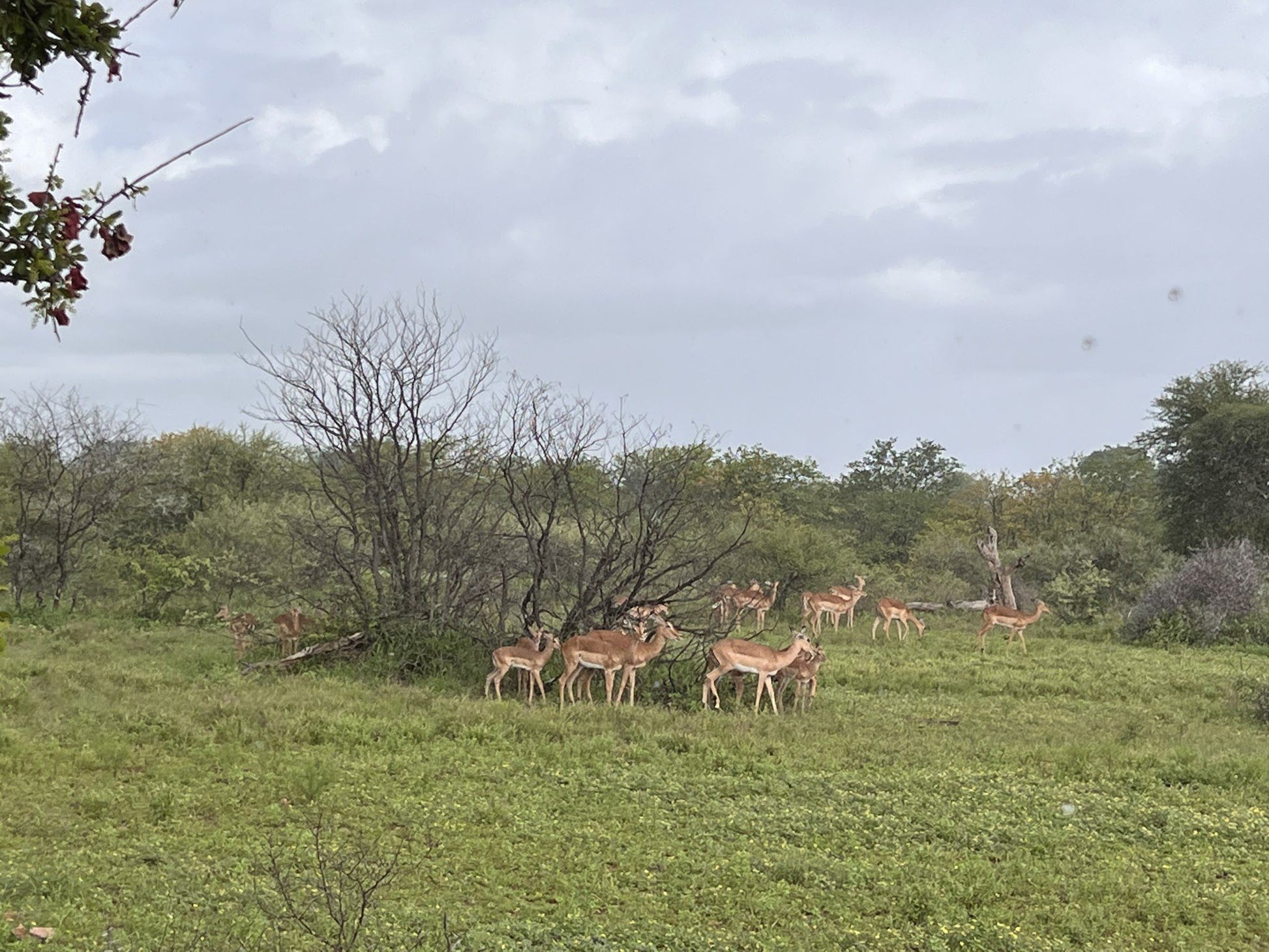  Limpopo-Lipadi Wildlife and Wilderness Reserve