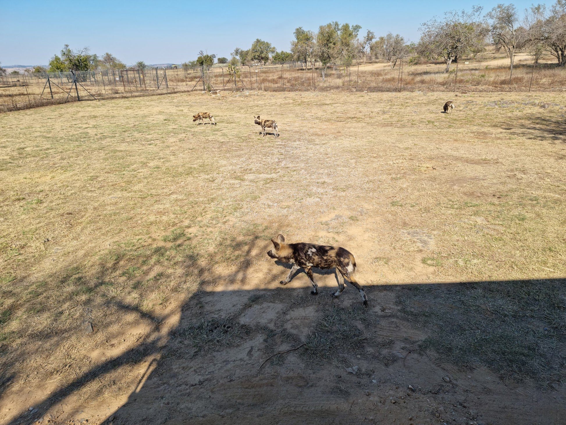  Lion & Safari Park