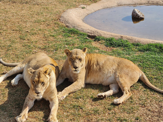  Lion & Safari Park