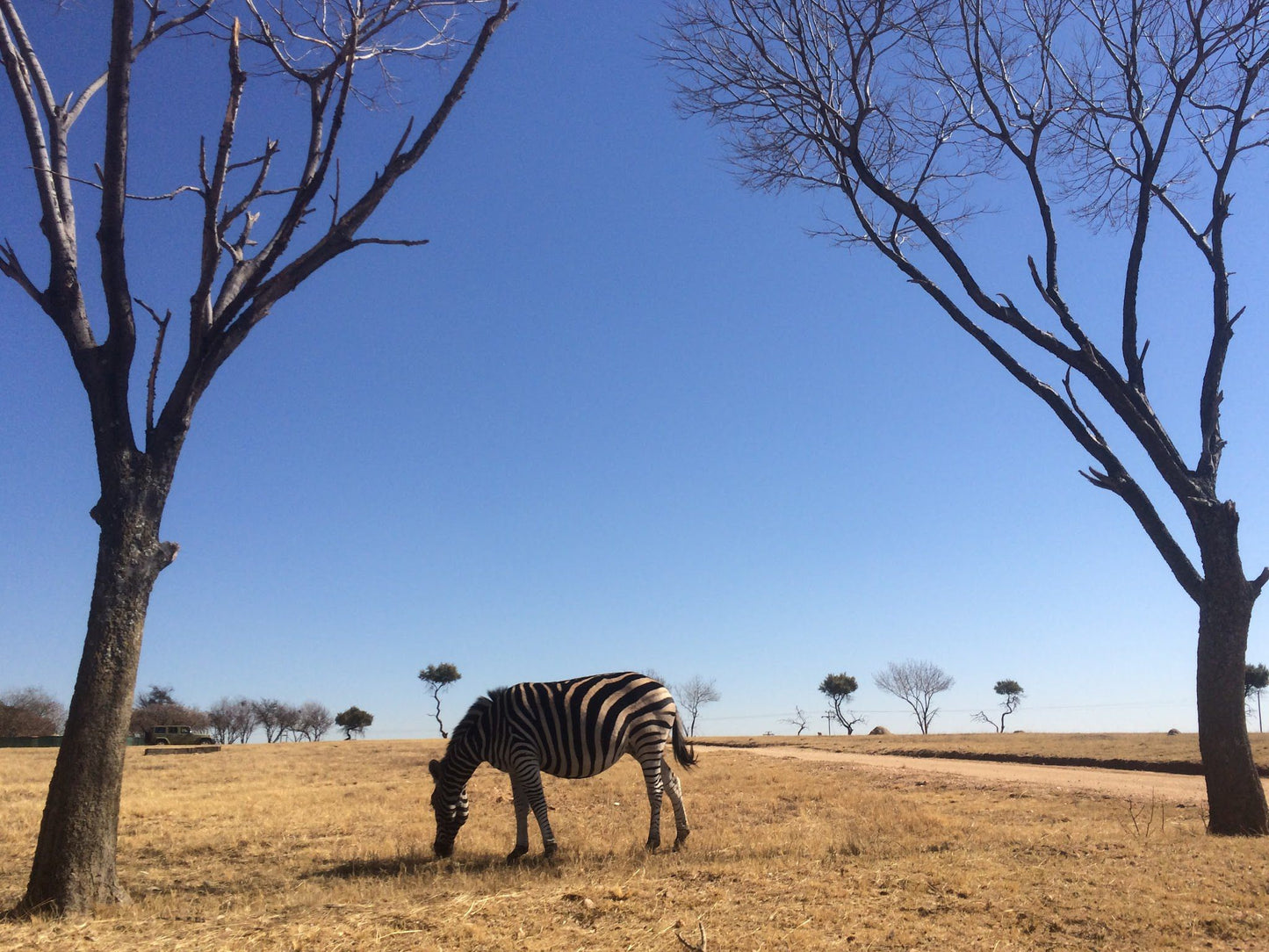  Lion & Safari Park