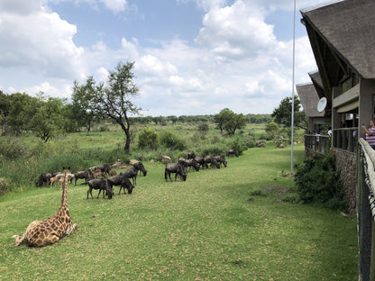  Lion & Safari Park