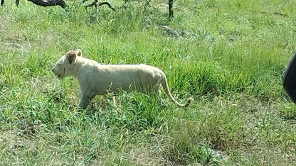  Lion & Safari Park