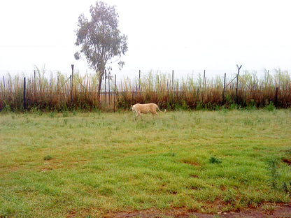  Lion & Safari Park