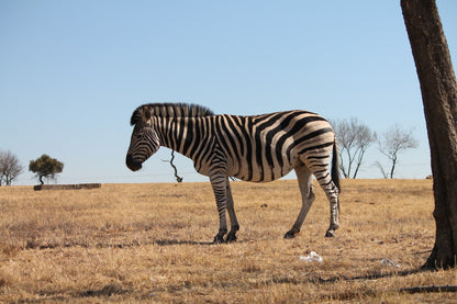  Lion & Safari Park