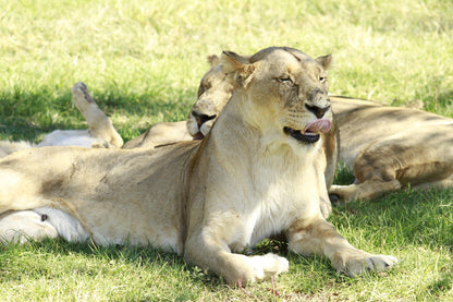  Lion & Safari Park