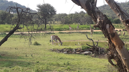  Lion & Safari Park