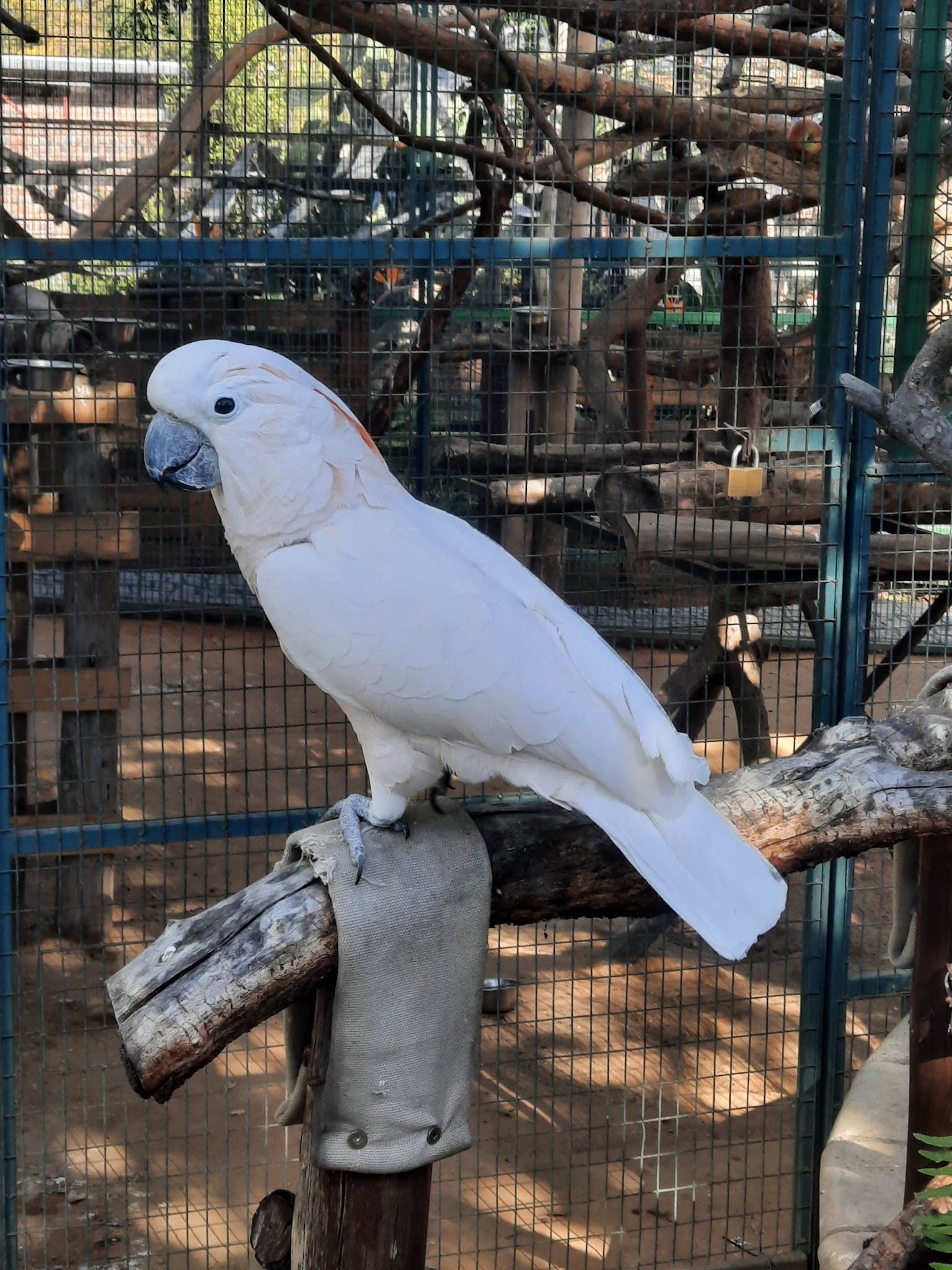  Lory Park Zoo