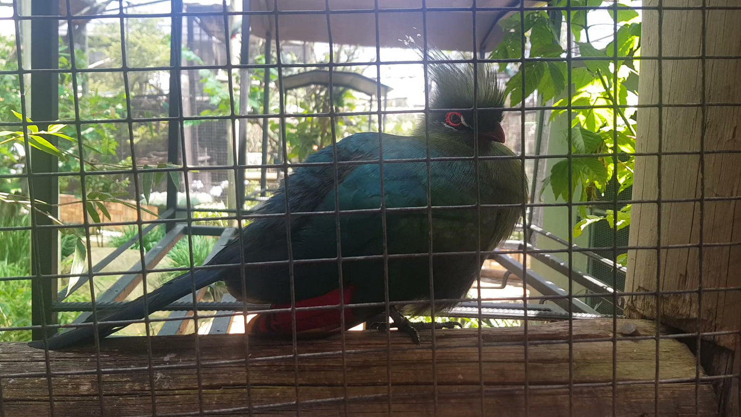  Lory Park Zoo