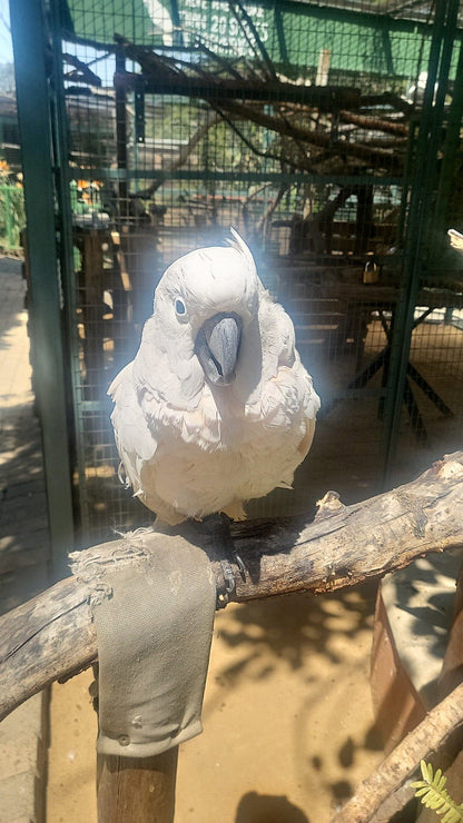  Lory Park Zoo