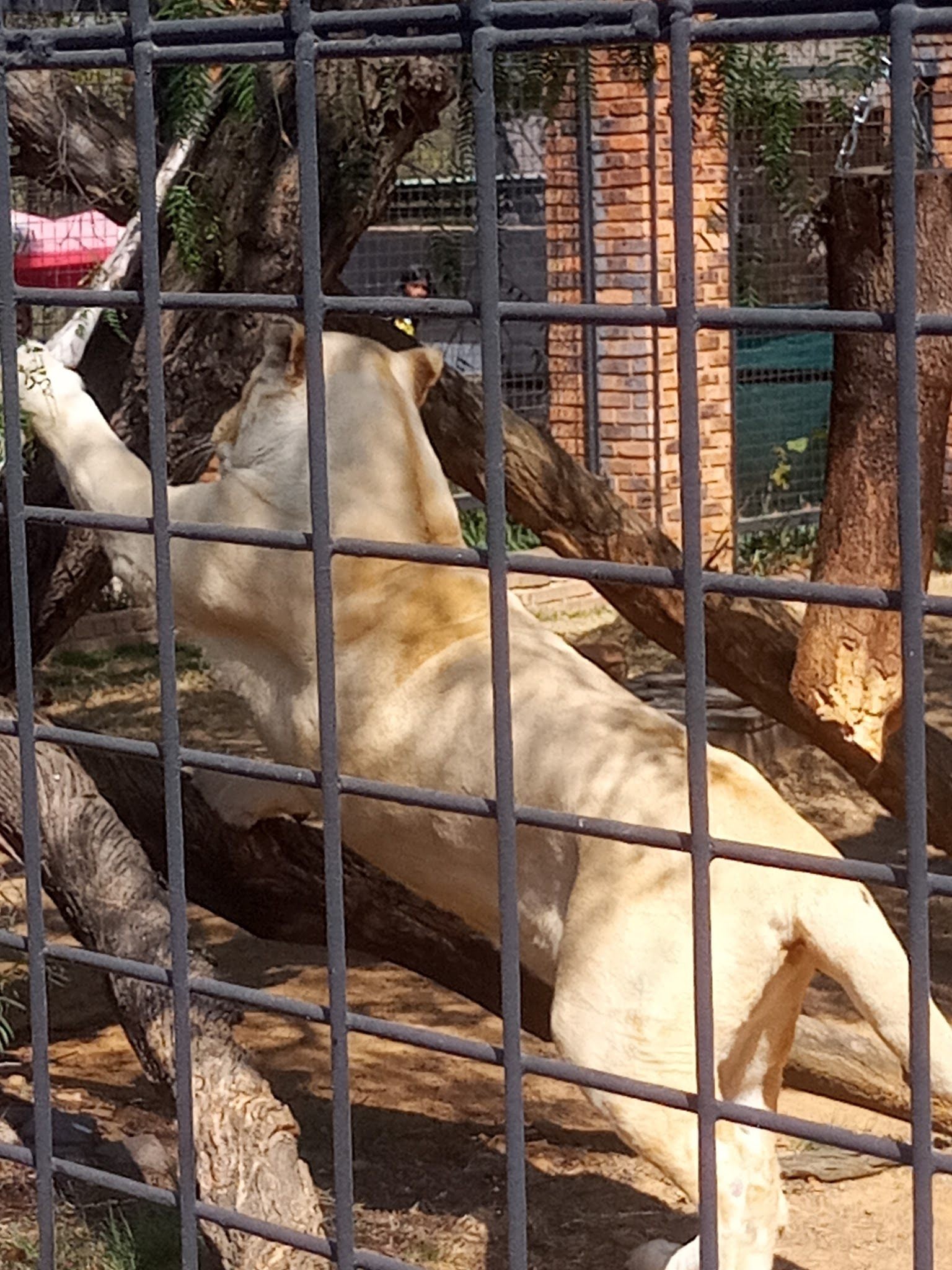  Lory Park Zoo