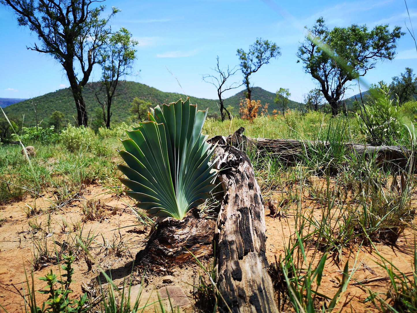  Loskop Dam Koppie