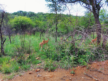  Loskop Dam Nature Reserve