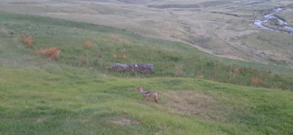  Lotheni Nature Reserve