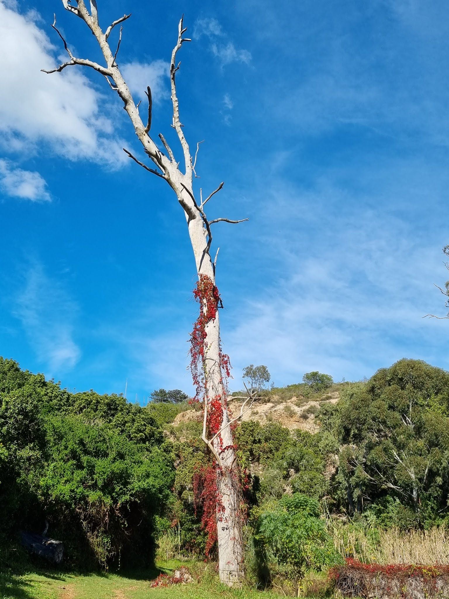  Lower Guinea-Fowl Trail