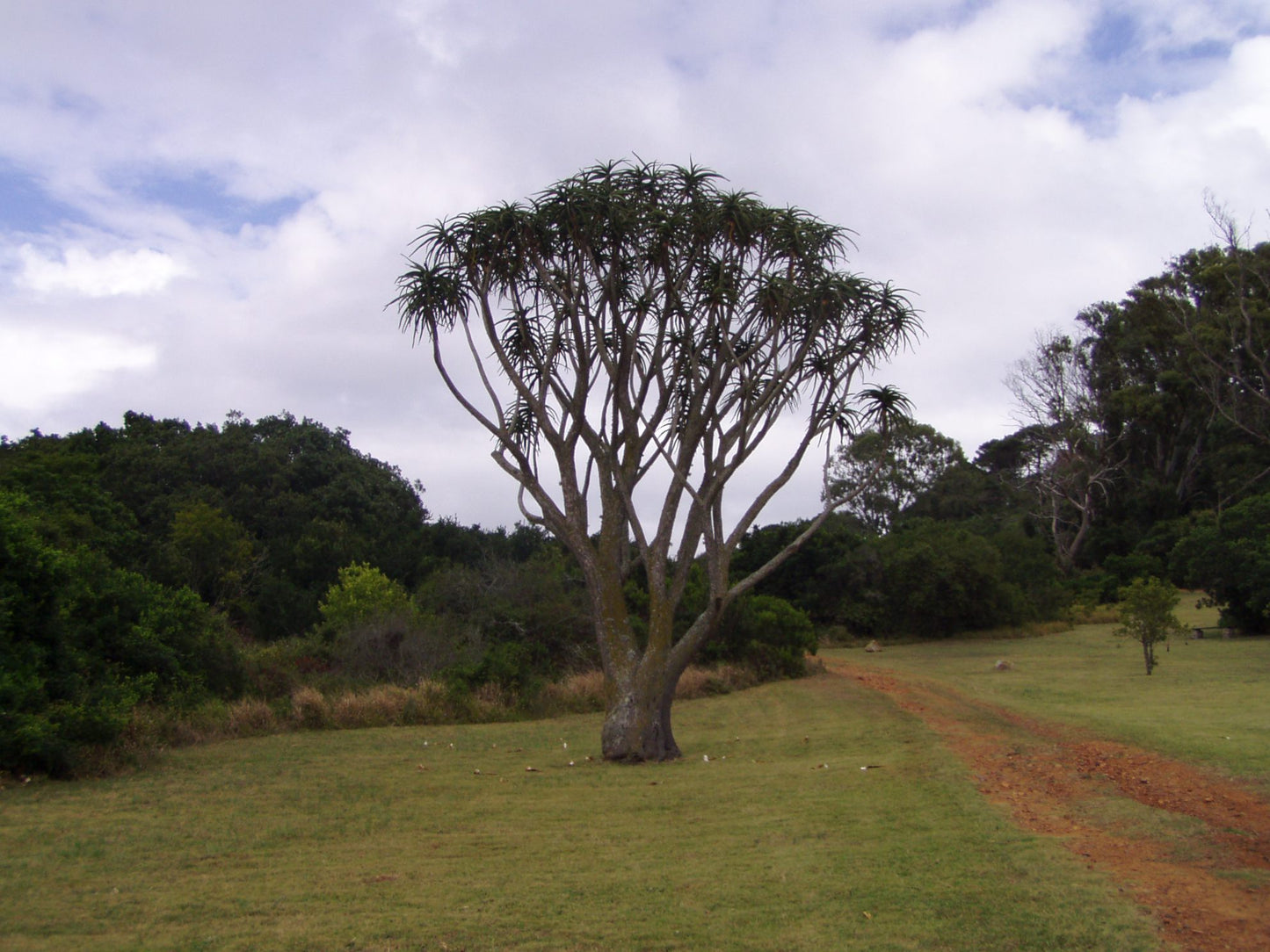  Lower Guinea-Fowl Trail