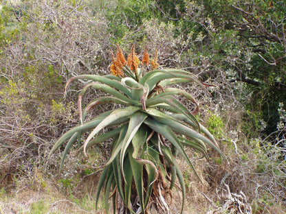  Lower Guinea-Fowl Trail