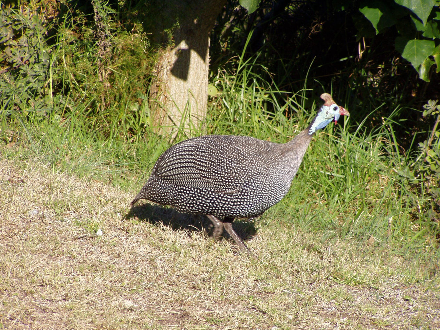  Lower Guinea-Fowl Trail