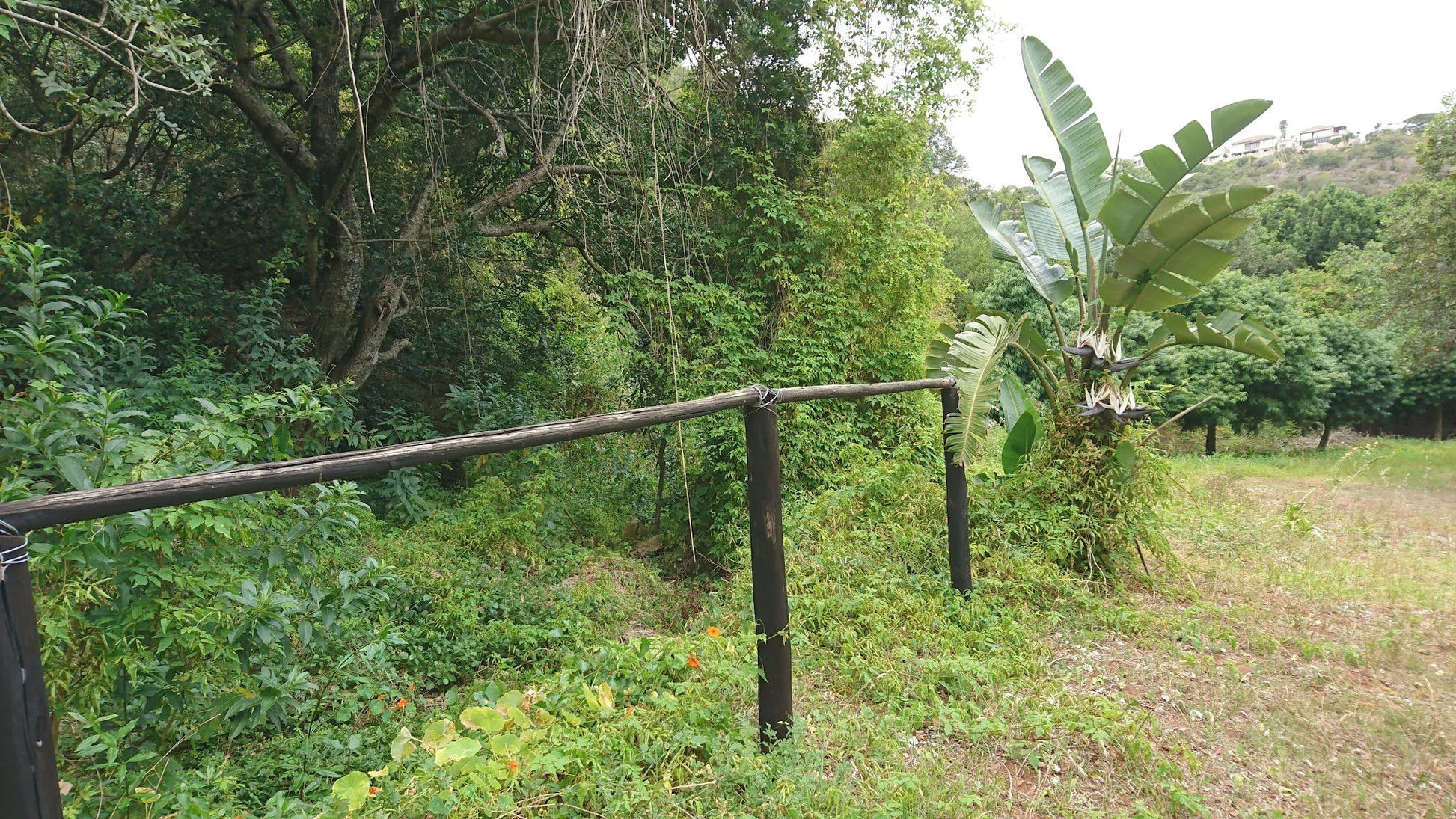  Lower Guinea-Fowl Trail