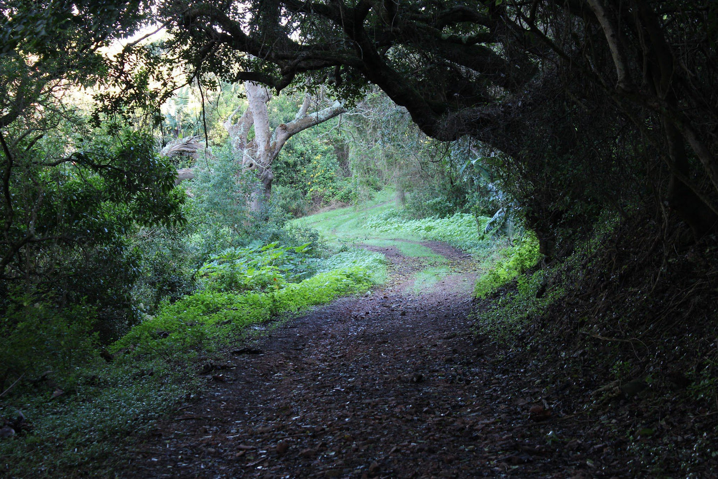  Lower Guinea-Fowl Trail