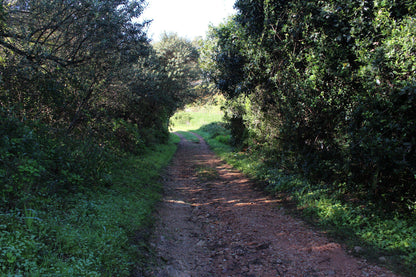  Lower Guinea-Fowl Trail