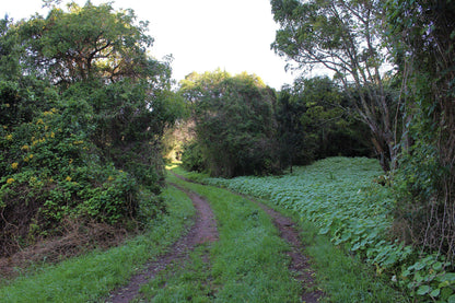  Lower Guinea-Fowl Trail