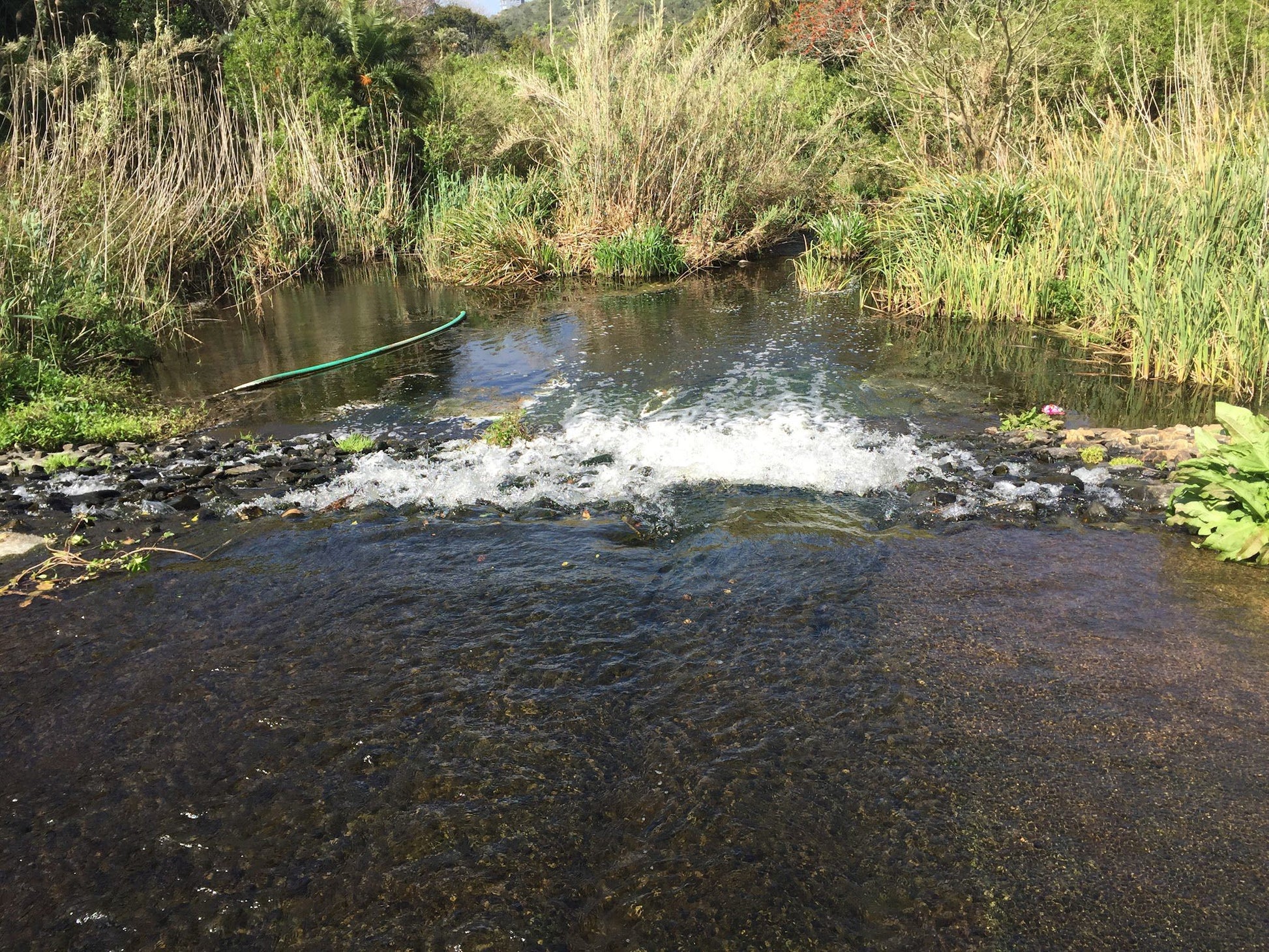  Lower Guinea-Fowl Trail