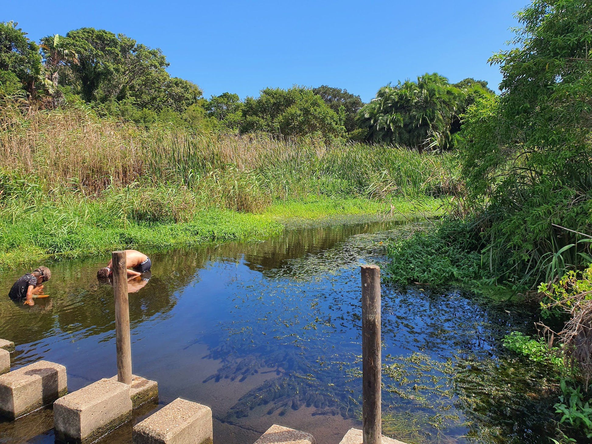  Lower Guinea-Fowl Trail