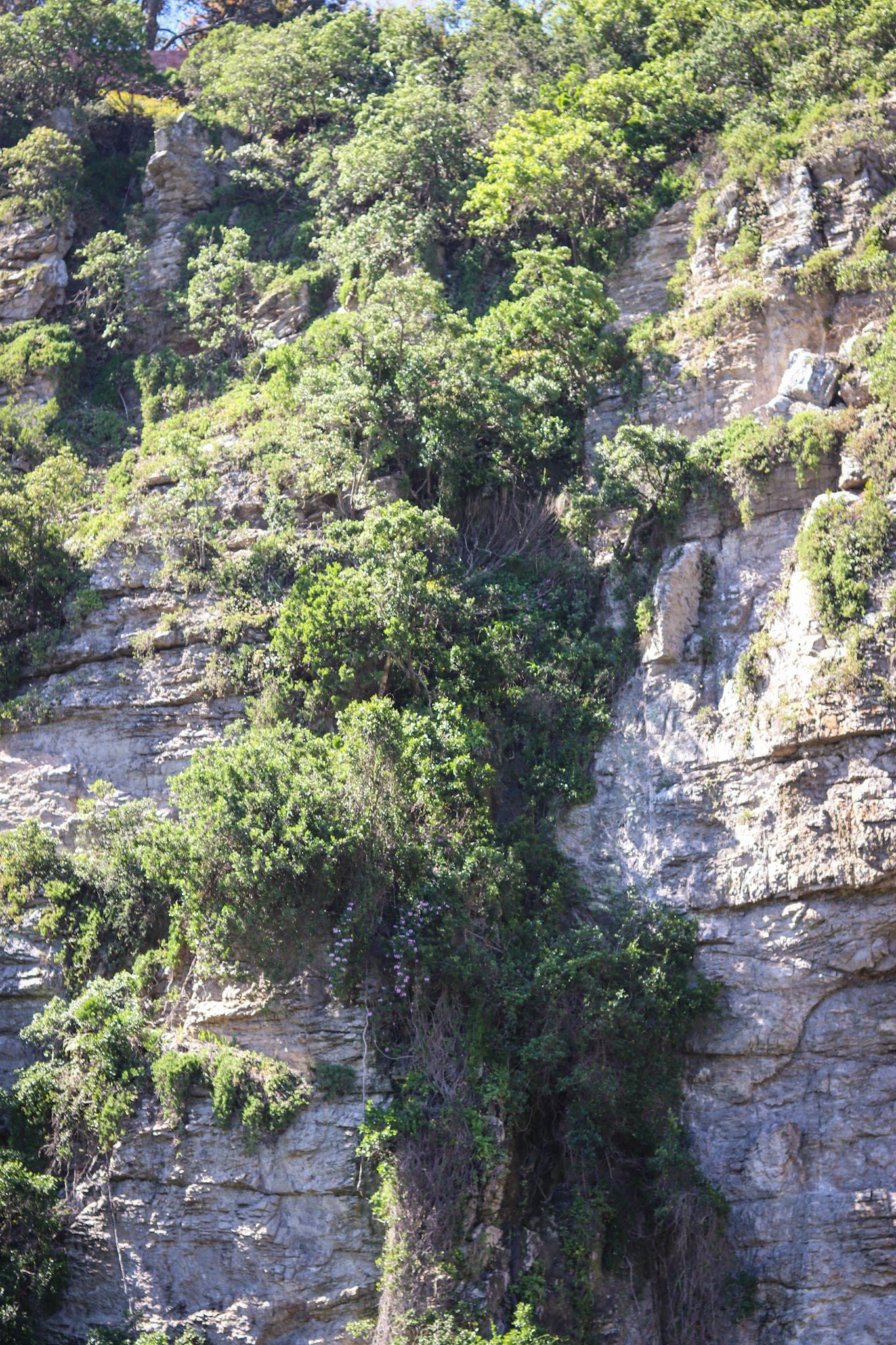  Lower Guinea-Fowl Trail