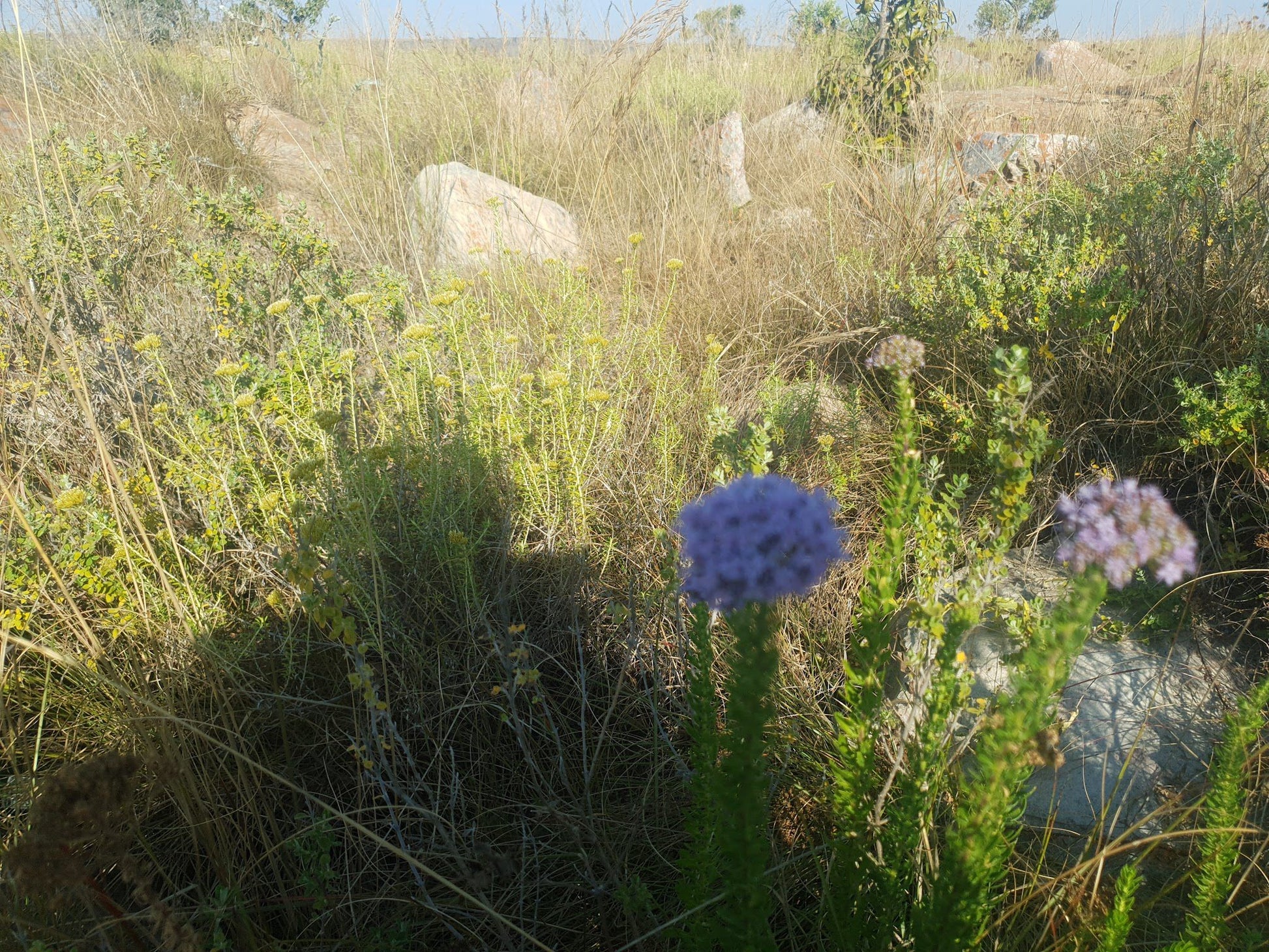  Lowveld View