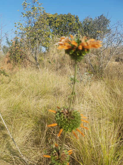  Lowveld View