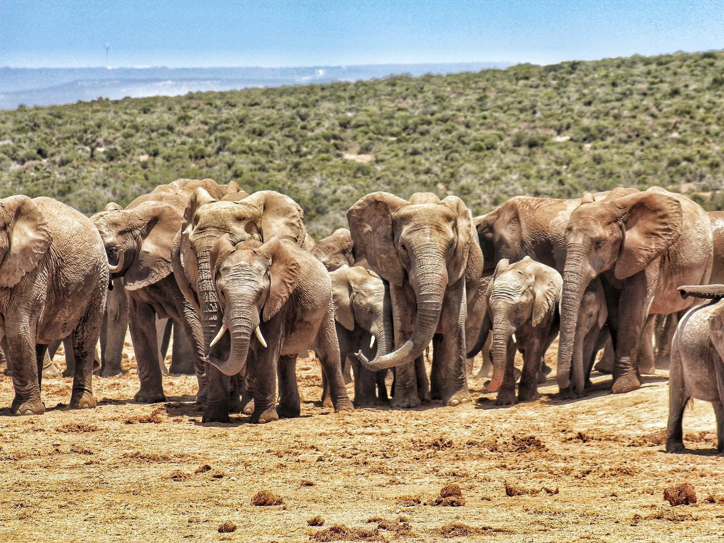 Lungile Backpackers Humewood Port Elizabeth Eastern Cape South Africa Elephant, Mammal, Animal, Herbivore