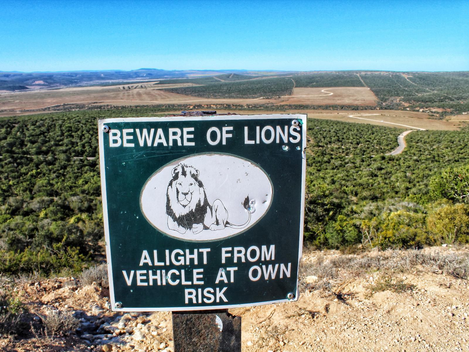 Lungile Backpackers Humewood Port Elizabeth Eastern Cape South Africa Complementary Colors, Lion, Mammal, Animal, Big Cat, Predator, Sign, Text