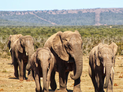Lungile Backpackers Humewood Port Elizabeth Eastern Cape South Africa Elephant, Mammal, Animal, Herbivore