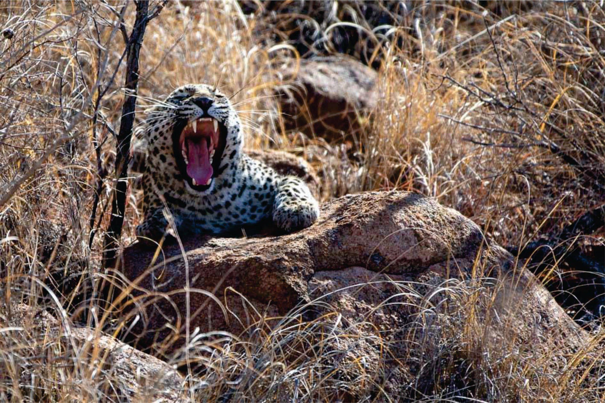  Mabalingwe Game Reserve