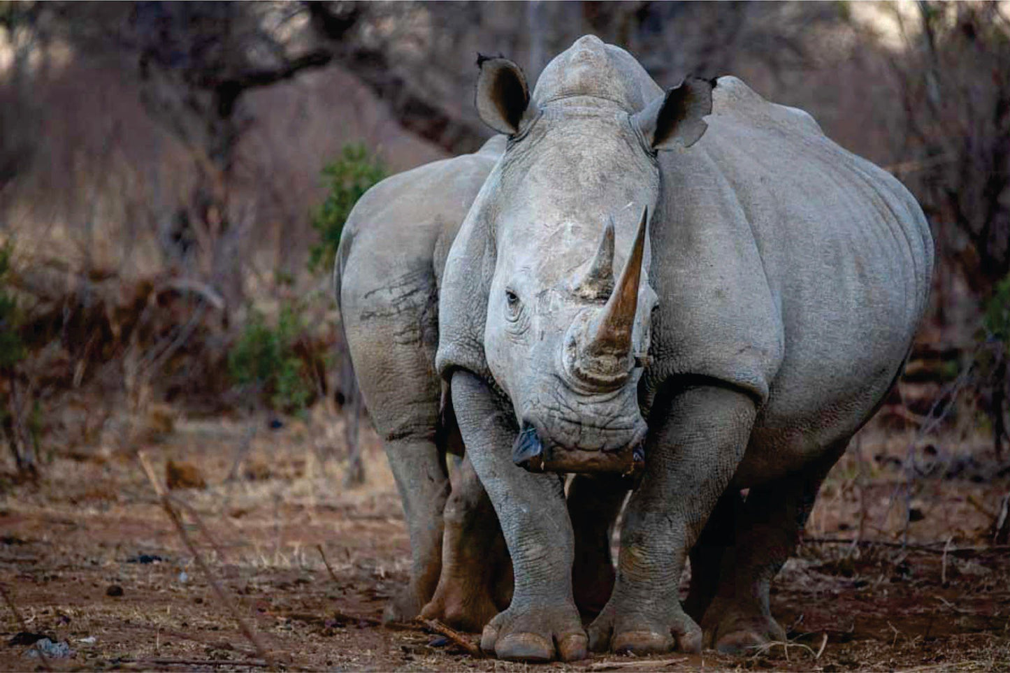  Mabalingwe Game Reserve