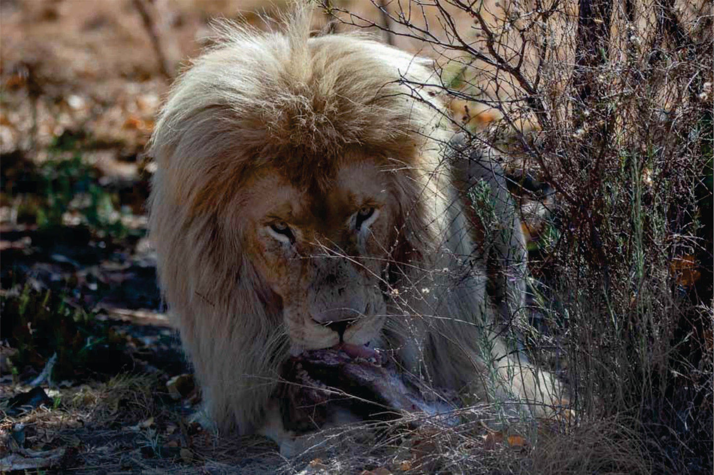  Mabalingwe Game Reserve