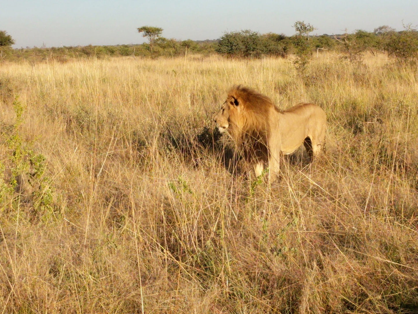  Madikwe Game Reserve