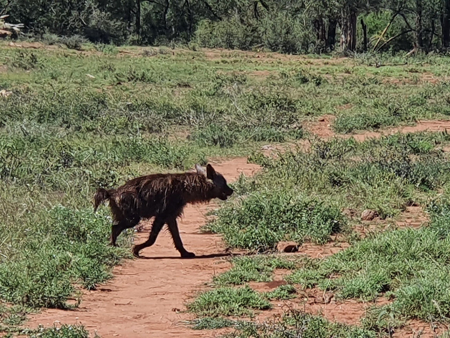  Madikwe Game Reserve