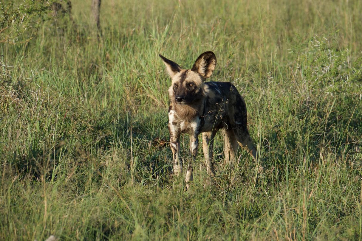  Madikwe Game Reserve