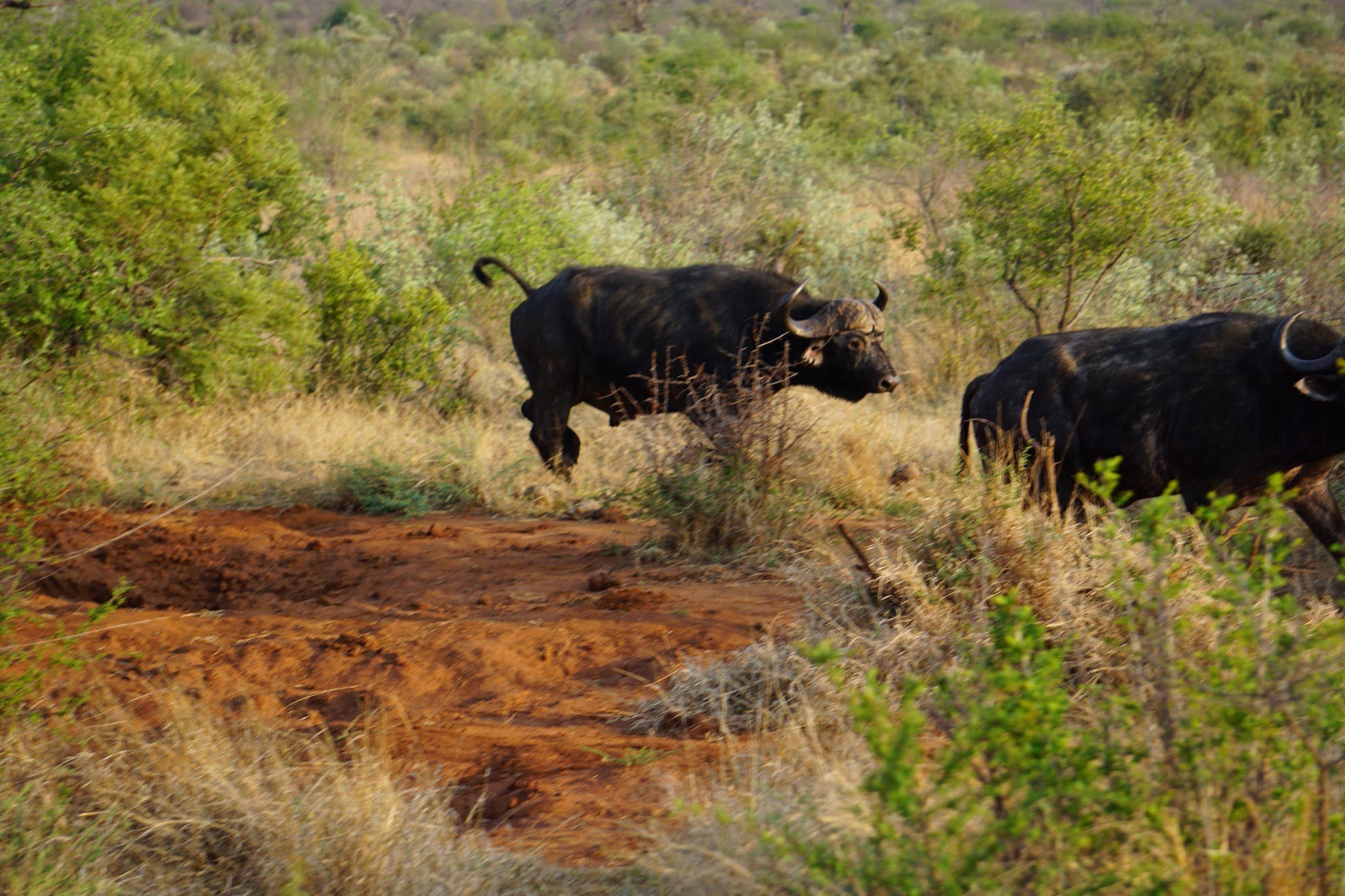  Madikwe Game Reserve