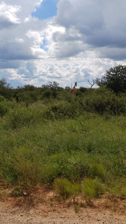  Madikwe Game Reserve