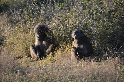  Madikwe Game Reserve