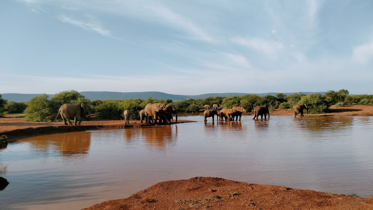  Madikwe Game Reserve