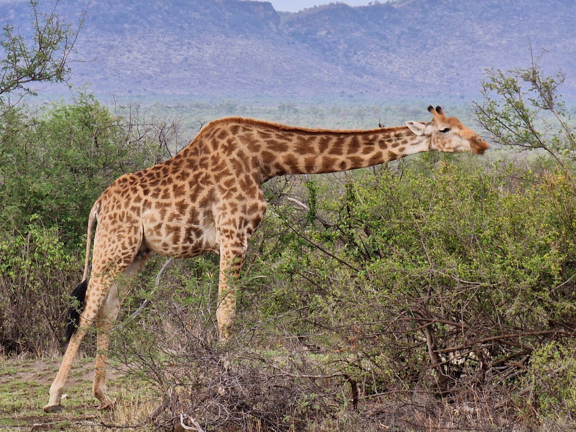  Madikwe Game Reserve