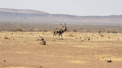  Madikwe Game Reserve