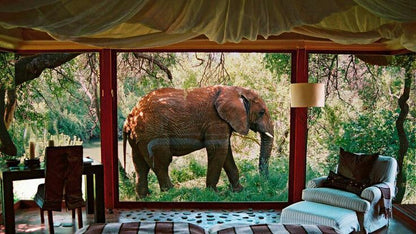  Madikwe Game Reserve