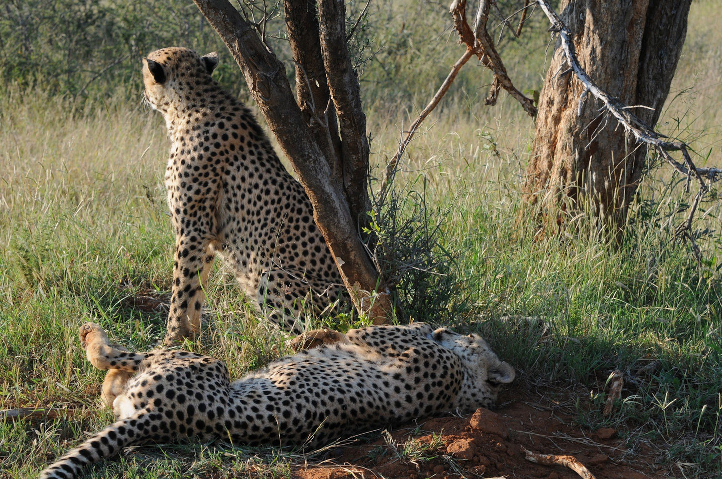  Madikwe Game Reserve