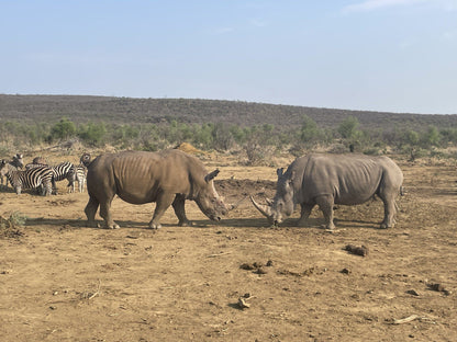  Madikwe Game Reserve