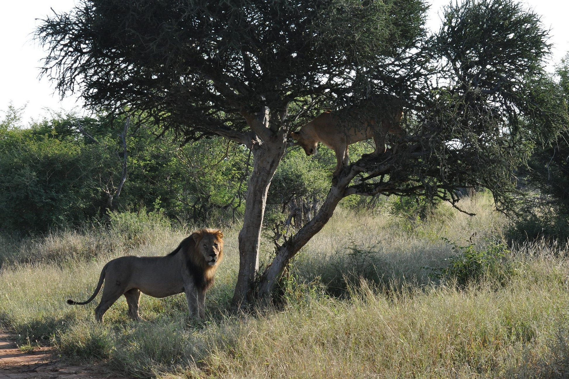  Madikwe Game Reserve