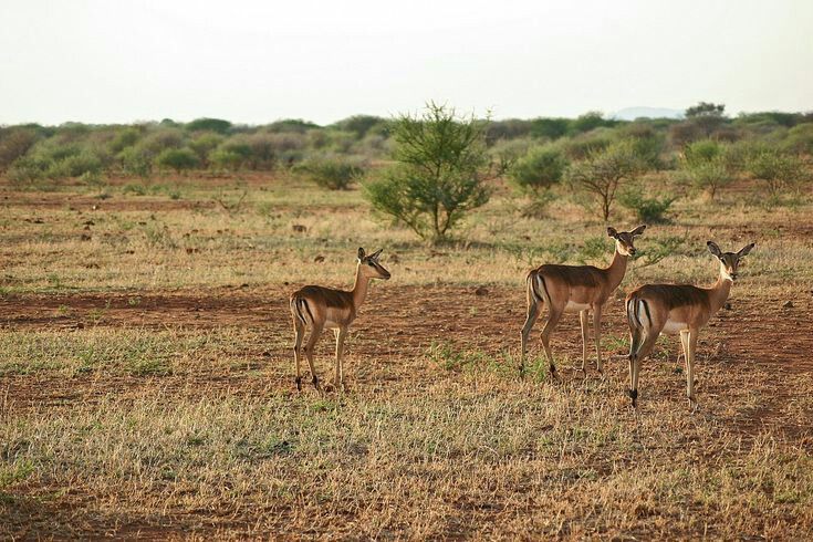  Madikwe Game Reserve